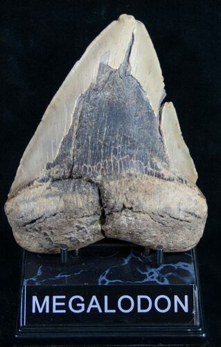 Bargain Megalodon Tooth - North Carolina #9518